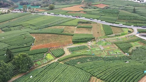 Tea plantation in mountain