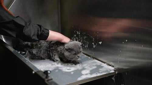 Groomer Bathing a Gray Cat in a Veterinary Clinic Wash Station