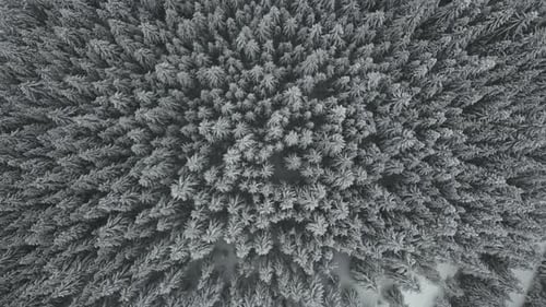 Overhead View Of Snow-covered Pine Tree Forest During Snowfall In Idaho, USA. - aerial shot