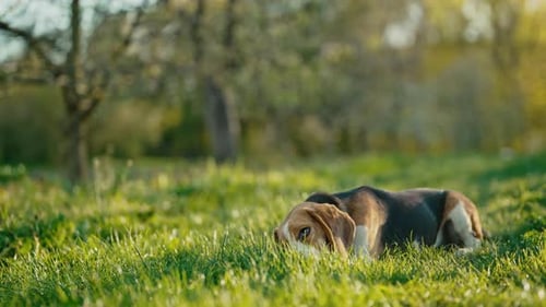 Lovely Beagle Eating Green Fresh Grass Beautiful Dog on Walk on Nature
