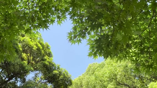 Looking up at beautiful blue sky in between lush green tree tops