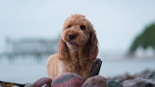 Goldendoodle Dog Chewing Nibble Wooden Stick Lying on Pebble Beach During Summer Vacation - closeup