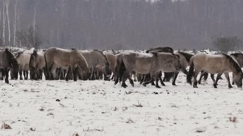 Wild Horses Grazing in Snowy Field
