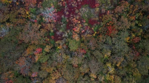 Top View Aerial Shot Of Orange Forest In Autumn