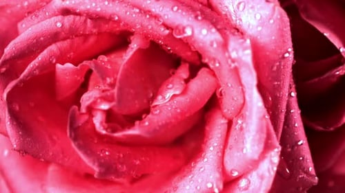 Super Slow Motion Droplets of Water Fall on a Freshly Cut Rose Flower Filmed on a Highspeed Camera