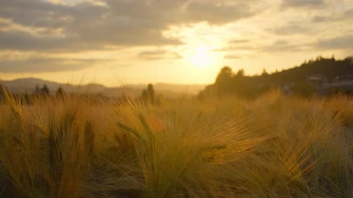 Wheat Field at Sunset