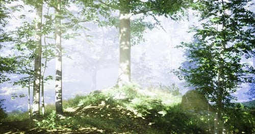 Lush Green Forest with Sunbeams Filtering Through Trees at Dawn