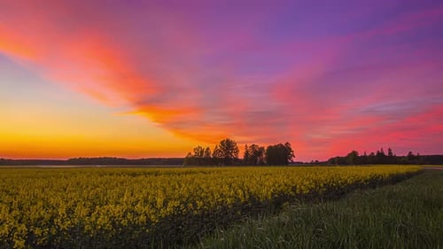 dramatic colored sky during end afternoon. spring landscape with flowery field, timelapse