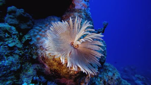 Underwater Soft Coral Tube Warm