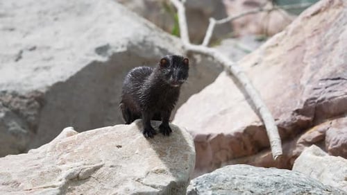 Vison debout sur les rochers du lac Utah