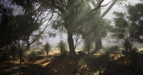Mystical Forest Path with Sunbeams Through Eucalyptus Trees