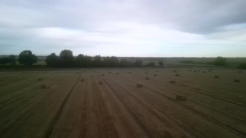 Yellow field with harvested wheat and hay bales. Aerial view of the field with square bales