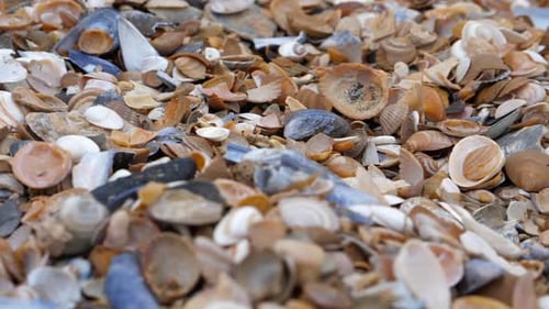 Close Up Shallow Focus Many Sea Shells on the Beach, Frame Fill.