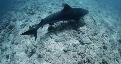 Large Tiger Shark Swimming in Blue Ocean Diving with Tiger Sharks in Maldives