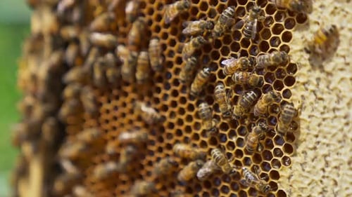 Worker bees roaming around the honey frame. Bees producing organic honey at the bee farm.