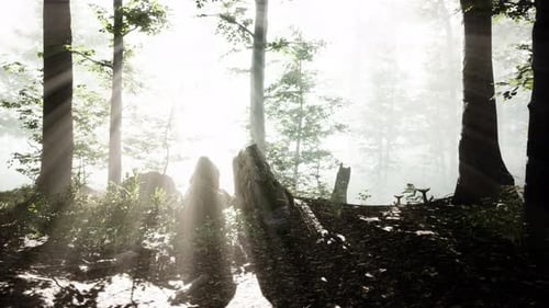 Panoramic View of the Majestic Forest in a Morning Fog