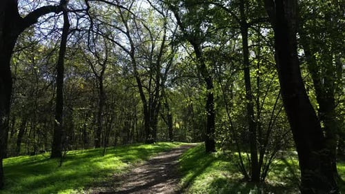 Forest Path