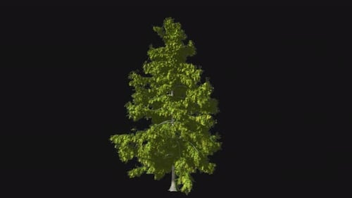 Tree swaying by wind background jungle plant alpha green screen animated tree background