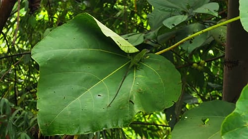 A Lizard Camouflaged Perfectly on a Leaf in the Lush Landscape of Costa Ricas Aerial View