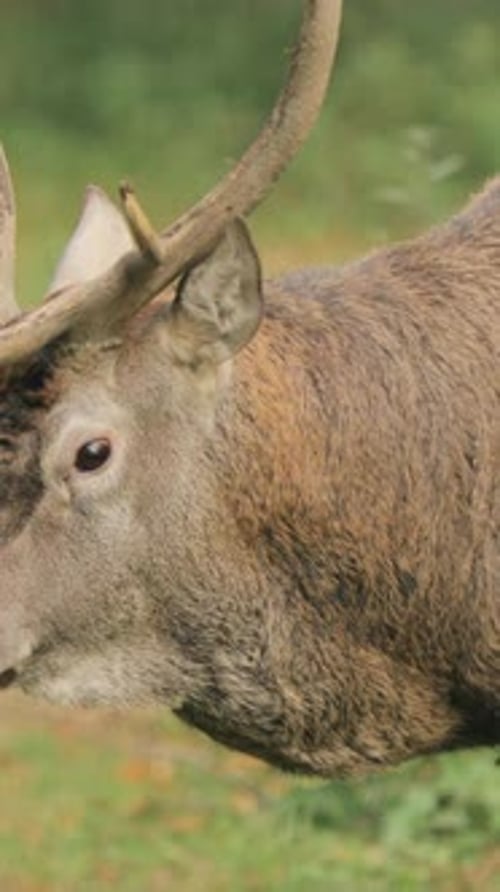 Belarus Male European Red Deer