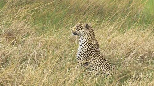 Beautiful leopard sitting in high grass while baby lechwe hiding nearby