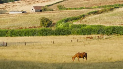 Lone Brown Horse in Field with Hedges and Old Historic Barns with Fences.