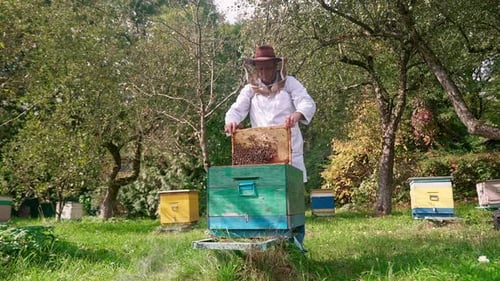 Beekeeper Inspecting Honeycomb Frame in Garden Apiary