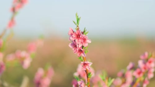 Close Up of Pink Flowers Blossoming on Branch
