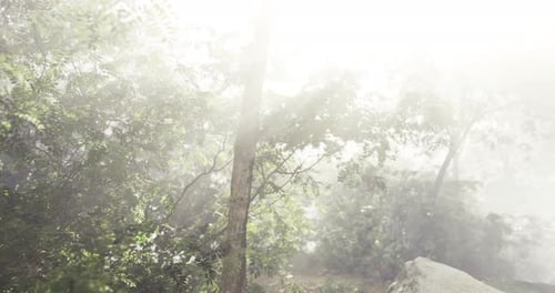 Sunlight Filters Through Misty Forest Creating a Serene Atmosphere in Nature