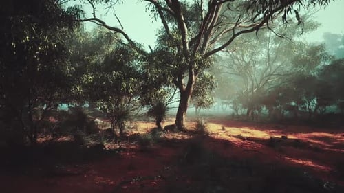 Sun Shines Through Trees in Forest