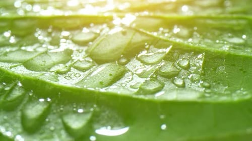 A close-up view of a green leaf covered in numerous water droplets.