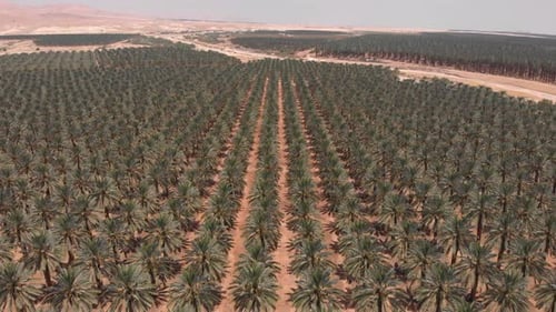 Flying over Palm trees in Dead sea