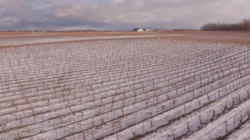 Serene Snowy Vineyard Landscape in Wintertime Niagara