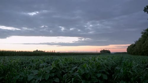 A field of soybeans in the countryside farmland during the sunset.