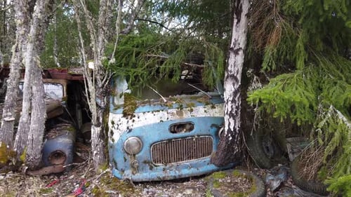 Wrecked vintage cars in an scrapyard in the forest.