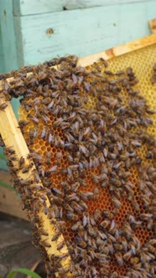Honeybees on Honeycomb Frame in Rural Setting
