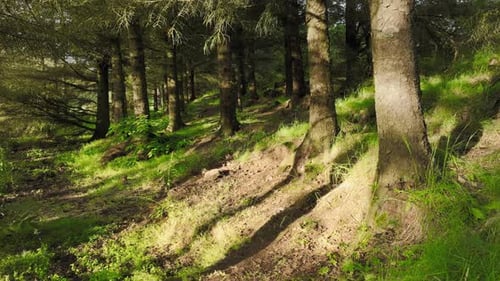 Magical Summer Morning In The Forest Magnificent Green Pine Trees At Sunny Weather