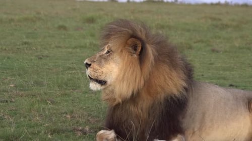 Male Lion Roars at African Sunset