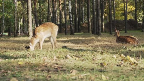Whitetail spotted young deer grazing and resting on a meadow in the forest on a sunny day