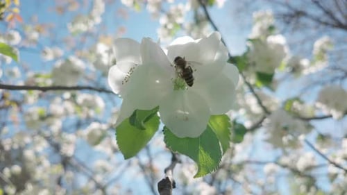 A bee collects nectar on white flowers of blossoming apple tree and flies to another flower