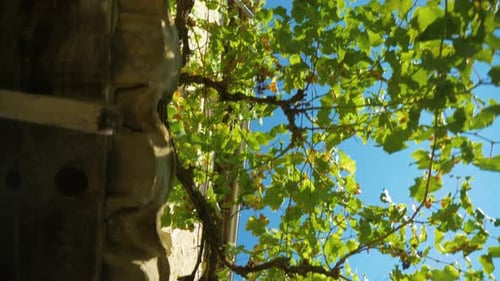 Promenade le long d'une maison de village provençale regardant le ciel à travers un vignoble au ralenti en France