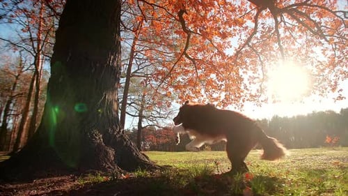 Dog Leaping Near Tree in Sunny Autumn Park