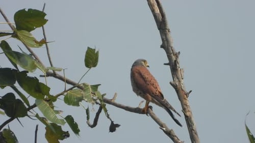 Eagle waiting for hunt -pra.