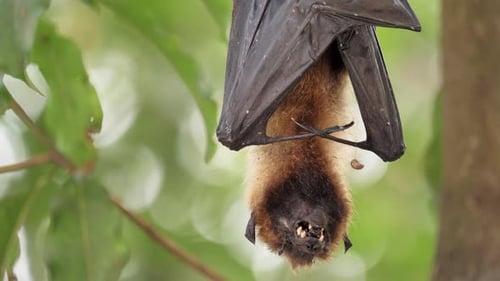 Gruppen von Lyles Flying Foxes hängen an einem Ast