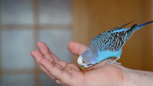 Feeding the Bird