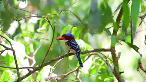 Ein Baum, Eisvogel und einer der schönsten Vögel Thailands in tropischen Regenwäldern