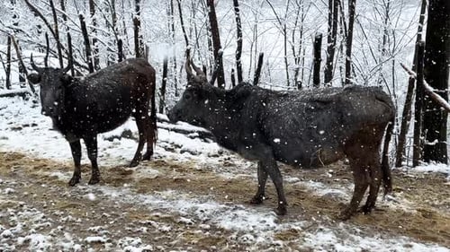 Bétail de vache dans la neige, saison hivernale, dans la campagne, paysage forestier, belle nature, village pittoresque