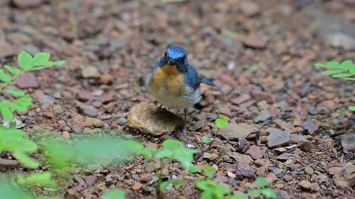 Foggy day in the forest revealing this cute little bird perched on a small rock looking around curio