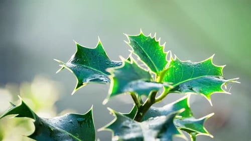 Close-up video showcasing a marvelous holly bush, backlit by the morning sun, green leaves shining,