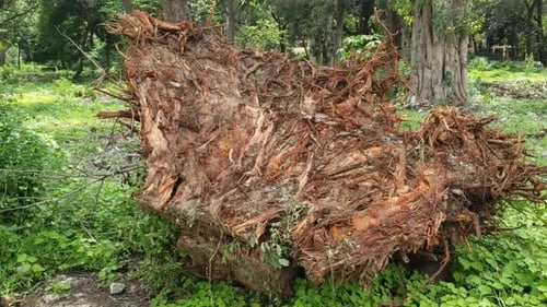 cutting died of the banyan tree stump with roots in the green field. tree roots and green forest